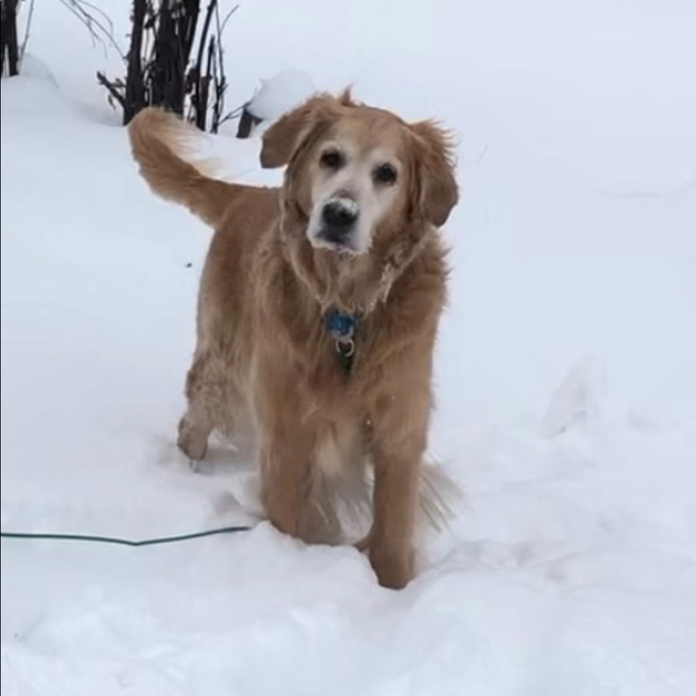 Meet your Posher, Sienna